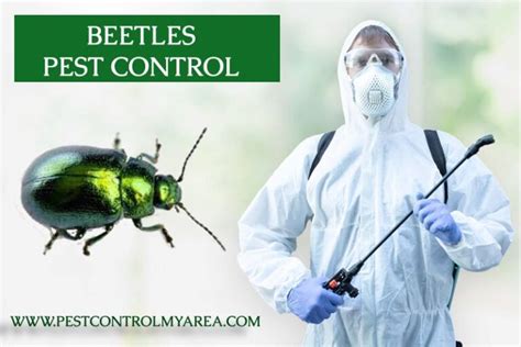 affordable bug exterminator service in my area
